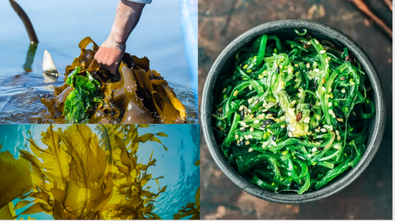 Three photos of seaweed